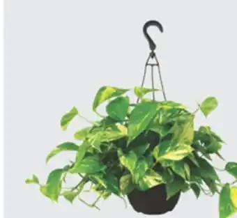 The Home Depot Foliage Hanging Basket offer