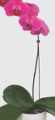 The Home Depot Decorative Orchid offer