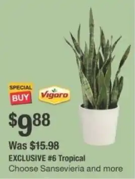 The Home Depot Vigoro 6 Tropical offer