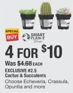 The Home Depot Cactus & Succulents offer