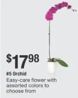 The Home Depot #5 Orchid offer