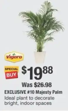 The Home Depot #10 Majesty Palm offer