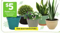 Dollar General Planters offer