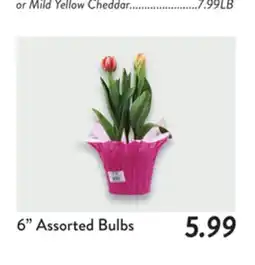 Fresh Thyme 6 Assorted Bulbs offer