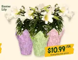 Sprouts Farmers Market Easter Lily offer