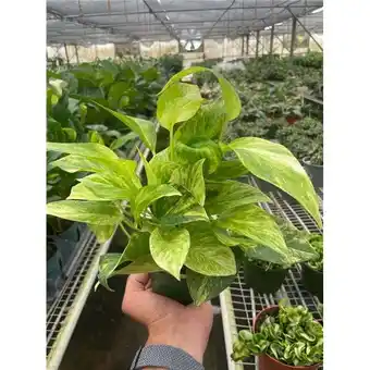 Walmart House Plant Dropship 4-POTHOS-NEON.QUEEN Pothos Neon Queen Plant offer