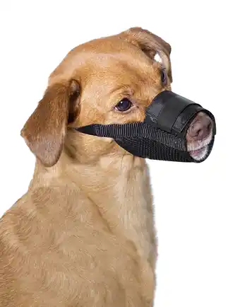 Walmart Premier Pet Dog Muzzle for Large Dogs - Padded Nylon for Safe, Comfortable Fit offer