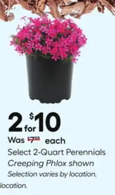 Lowe's Select 2 - Quart Perennials offer