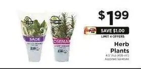 ShopRite Herb Plants offer