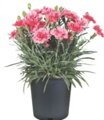 The Home Depot 1 Perennial offer
