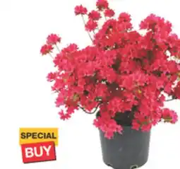 The Home Depot 3 Azalea offer