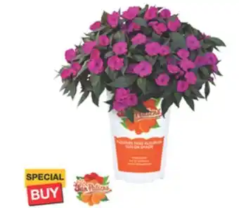 The Home Depot Quart SunPatiens offer