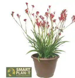 The Home Depot 10 Anigozanthos Cache offer