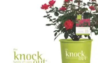 The Home Depot 2-Gallon Rose offer