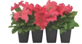 The Home Depot 8-Pack Annuals offer