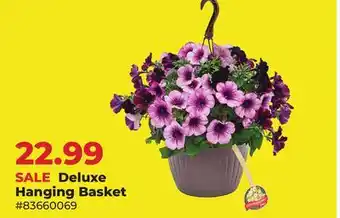 Runnings Deluxe Hanging Basket offer