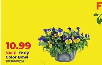 Runnings Early Color Bowl offer