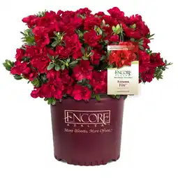 Walmart Encore Azalea Autumn Fire (3 Gallon) Red Flowering Shrub - Full Sun Live Outdoor Plant offer