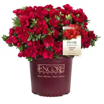 Walmart Encore Azalea Autumn Fire (3 Gallon) Red Flowering Shrub - Full Sun Live Outdoor Plant offer