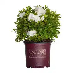 Walmart Encore Azalea Autumn Angel (1 Gallon) White Flowering Shrub - Full Sun Live Outdoor Plant offer