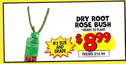 Ollie's DRY ROOT ROSE BUSH offer