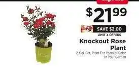 ShopRite Knockout Rose Plant offer
