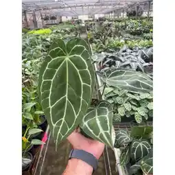 Walmart House Plant Dropship 4-ANTHURIUM-CRYSTALLINUM Anthurium Crystallinum Plant offer