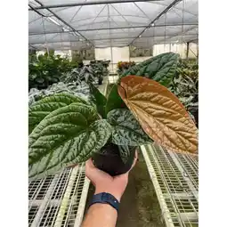Walmart House Plant Dropship 6-ANTHURIUM-RADICANS.LUX 6 in. Pot Anthurium Radicans X-Luxurians Plant offer