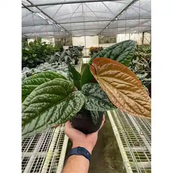 Walmart House Plant Dropship 6-ANTHURIUM-RADICANS.LUX 6 in. Pot Anthurium Radicans X-Luxurians Plant offer