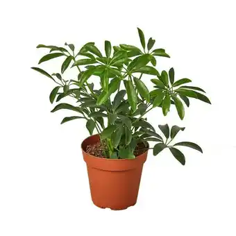 Walmart House Plant Dropship 3-SCHEFFLERA-ARBORICOLA Schefflera Arboricola Umbrella Plant offer