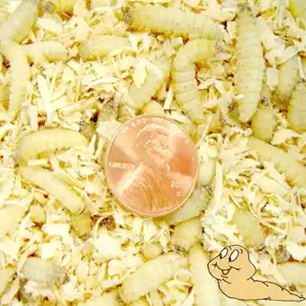 Walmart 250ct Waxworms, Pet Food, Fishing offer