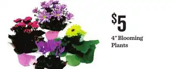 Mariano's 4 Blooming Plants offer