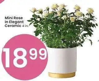 Albertsons Mini Rose in Elegant Ceramic - 4 in offer