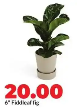 Hy-Vee 6" Fiddleaf fig offer