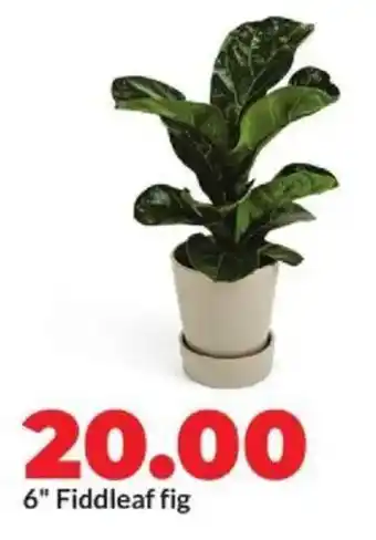 Hy-Vee 6" Fiddleaf fig offer
