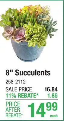 Menards 8 Legends Succulent offer