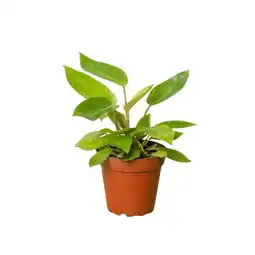 Walmart 4-PHILODENDRON-PAINTED.LADY 4 in. Philodendron Painted Lady Pot offer