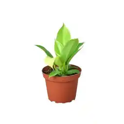 Walmart House Plant Dropship 6-PHILODENDRON-MOONLIGHT 6 in. Philodendron Moonlight Pot offer