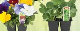 Ace Hardware Basket of 4 Plants offer