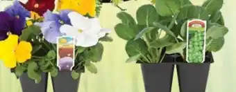 Ace Hardware Basket of 4 Plants offer