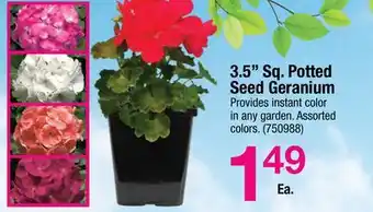 Ace Hardware 3.5 Sq. Potted Seed Geranium offer