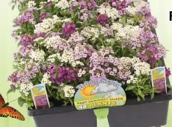 Ace Hardware Flower & Vegetable Bedding Plants offer
