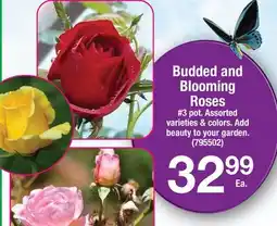 Ace Hardware Budded and Blooming Roses offer