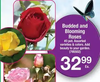 Ace Hardware Budded and Blooming Roses offer