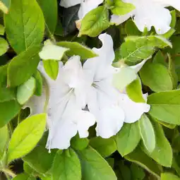 Walmart Encore Azalea Autumn Lily (1 Gallon) White Flowering Shrub - Full Sun Live Outdoor Plant offer