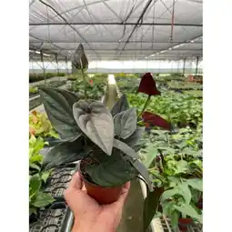 Walmart House Plant Dropship 4-SYNGONIUM-RED.ARROW 4 in. Pot Syngonium Red Arrow Plant offer