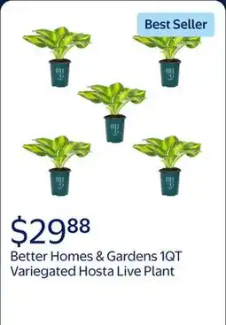 Walmart Better Homes & Gardens 1QT Variegated Hosta Live Perennial Plant Sun offer