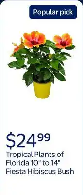 Walmart Tropical Plants of Florida 10 to 14 Fiesta Hibiscus Bush Colors Include Red, Orange, Yellow, Pink offer