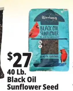Ocean State Job Lot Black Oil Sunflower Seeds 40 lbs offer