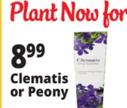 Ocean State Job Lot Clematis or Peony offer